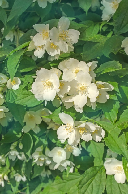 Flor de jazmín en un jardín Flores blancas de jazmín