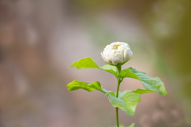 Flor del jazmín en jardín con el fondo borroso.