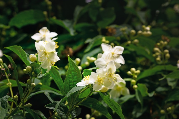 Flor de jazmín en rama