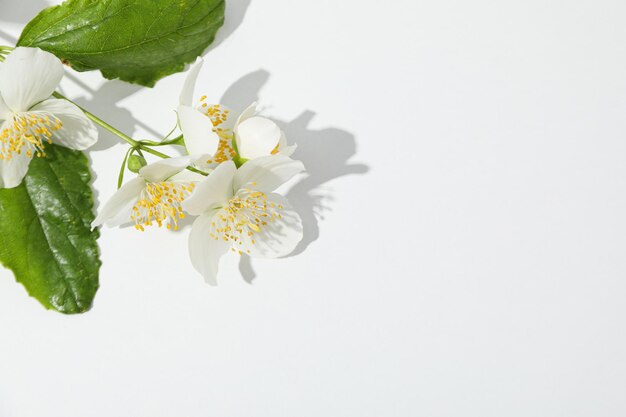 Flor de jazmín sobre fondo blanco espacio para texto