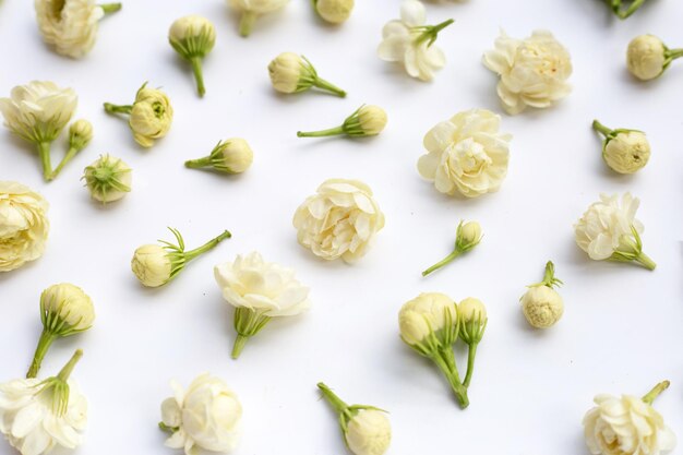 Foto flor de jazmín sobre fondo blanco.