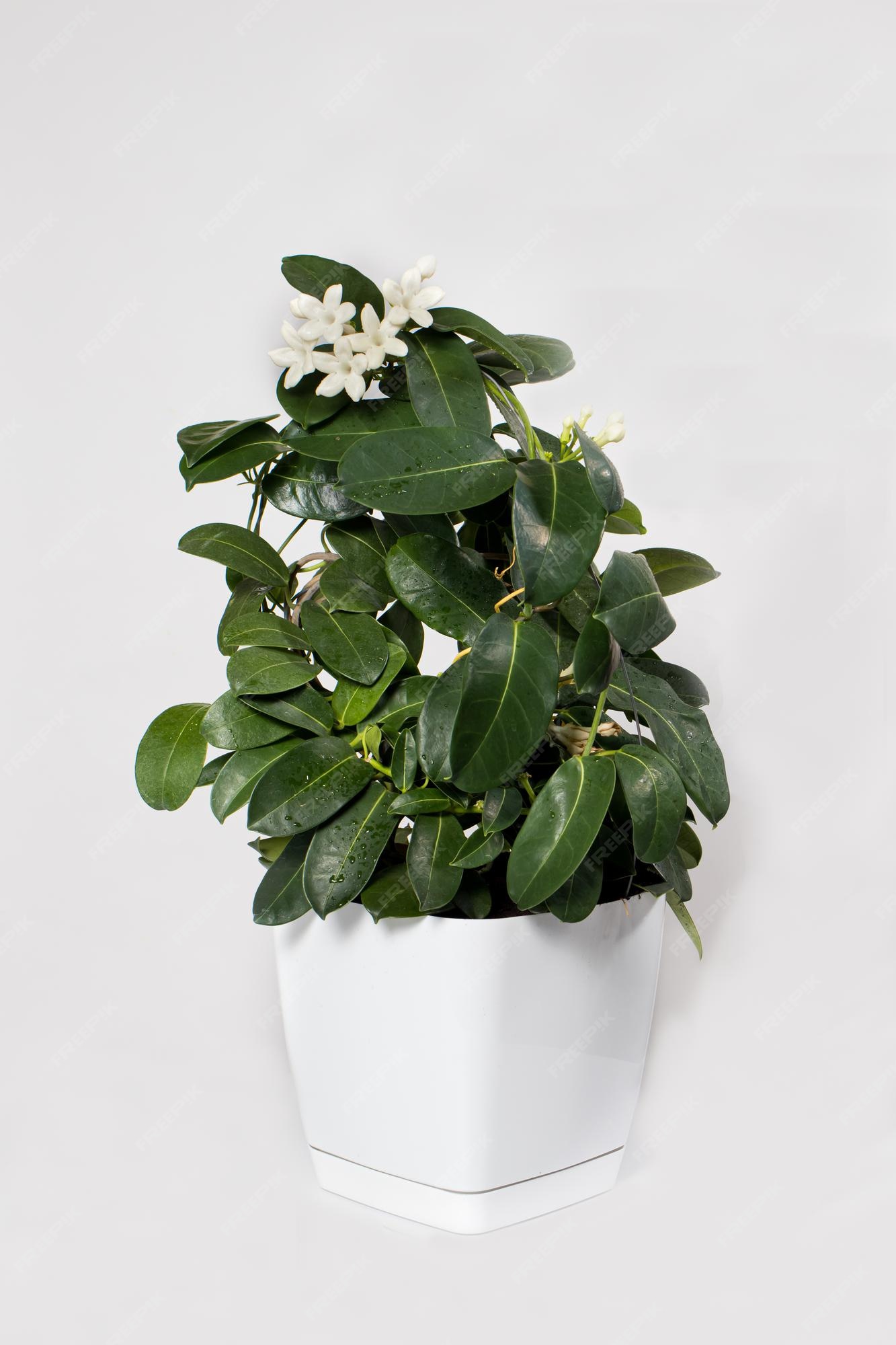 La flor de jazmín stephanotis de la planta de interior en una maceta  florece en una tarjeta vertical aislada de fondo blanco | Foto Premium