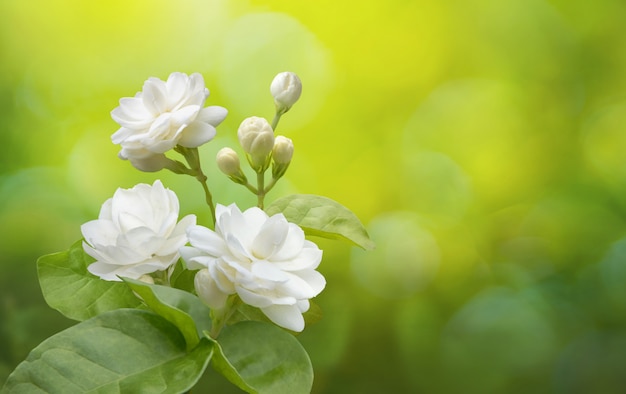 Flor de jazmín en vegetación