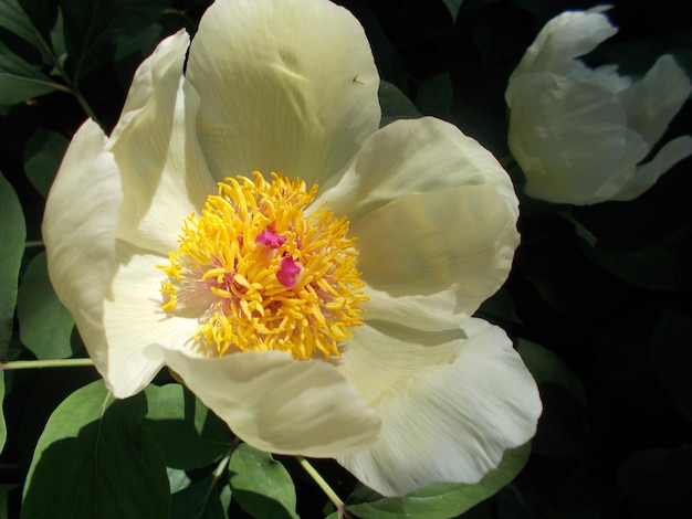 Foto la flor de jazmín