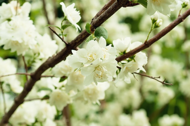 flor de jazmín