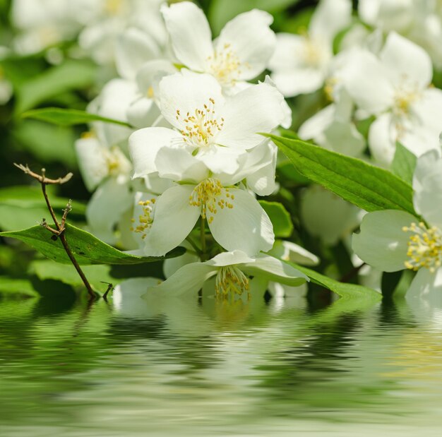 flor de jazmín