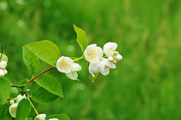 flor de jazmín