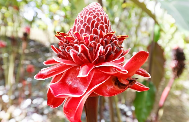 La flor de jengibre de la antorcha vista en Martinica Antillas francesas