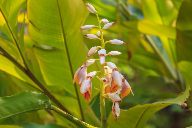 Foto flor de jengibre de concha