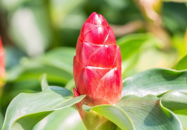 Flor de jengibre crepé