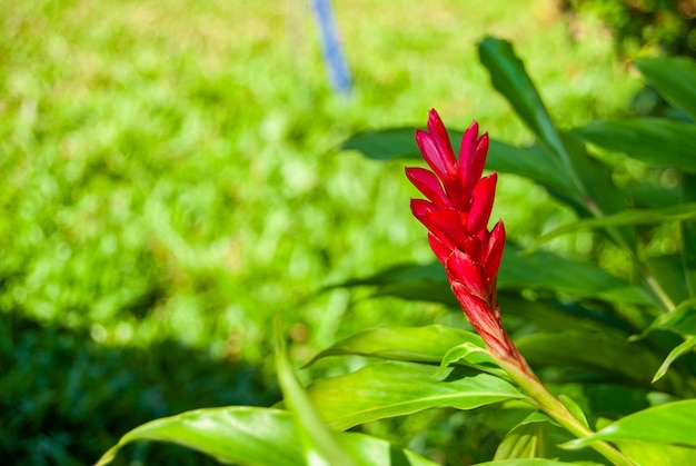 flor de jengibre