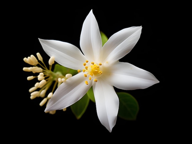 La flor de jesmín en el fondo del estudio, la flor de Jesmín en solitario, hermosas imágenes de flores.