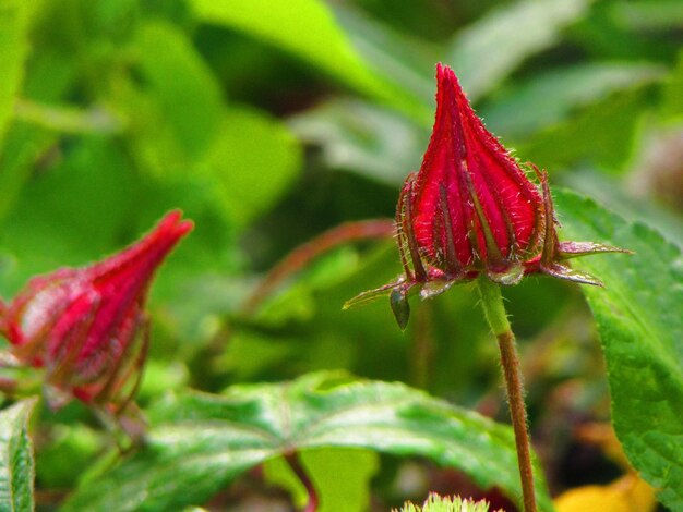 Foto flor jovem renascida no jardim