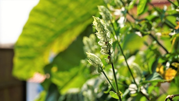 Flor de Justicia betonica también conocida como pluma de papel de cola de ardilla