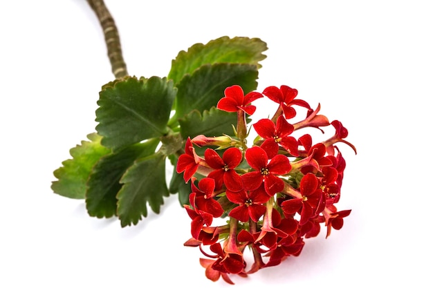 Flor Kalanchoe suculenta tropical aislada sobre un fondo blanco