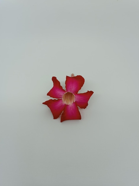 flor kamboja jepang aislada en flor rosa blanca y fresca