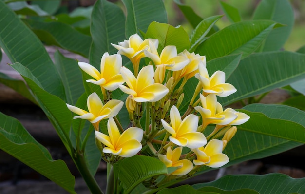 Flor Kamboja Plumeria um gênero de plantas com flores na família Apocynaceae também conhecido como flores Lei e Frangipani