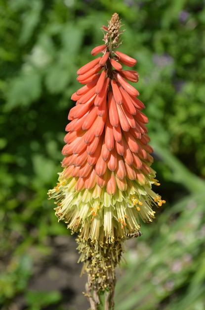 Flor de kniphofia