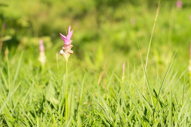 Flor Krachai florescendo no campo.