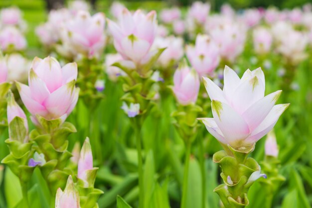 Flor krachai en el fondo de la naturaleza verde