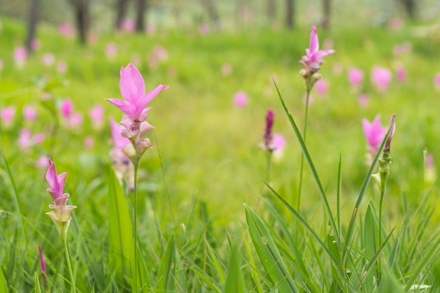 Flor de Krachai que florece en campo.