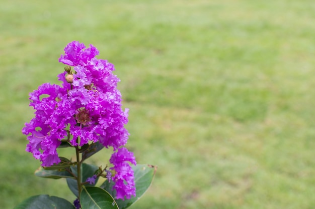 Flor (Lagerstroemia, murta crepe, murta Crepe, Muang Saa-ree) roxo