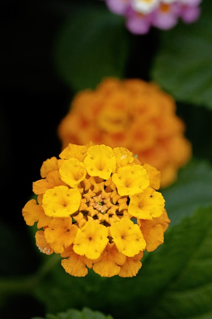 Flor de Lantana común de la especie Lantana camara con enfoque selectivo
