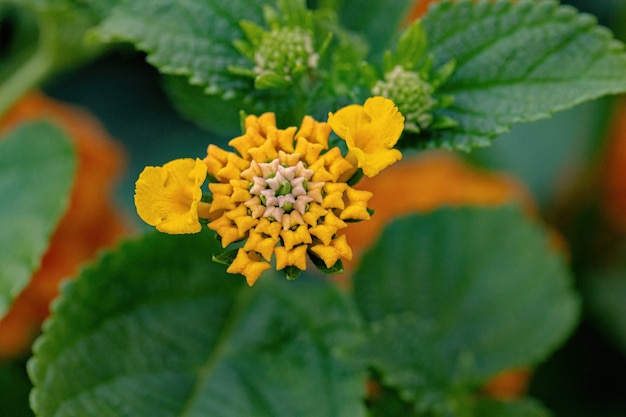 Flor de Lantana común de la especie Lantana camara con enfoque selectivo