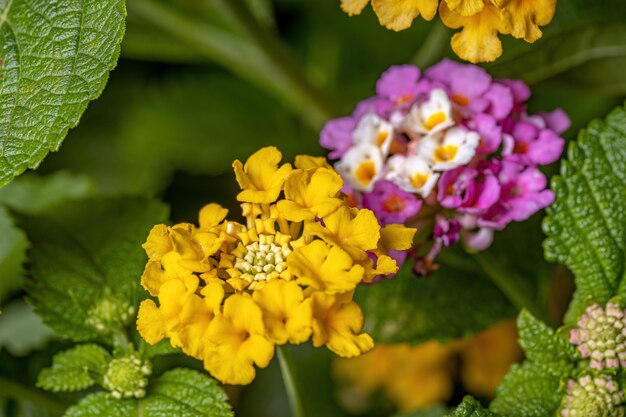 Flor de Lantana común de la especie Lantana camara con enfoque selectivo