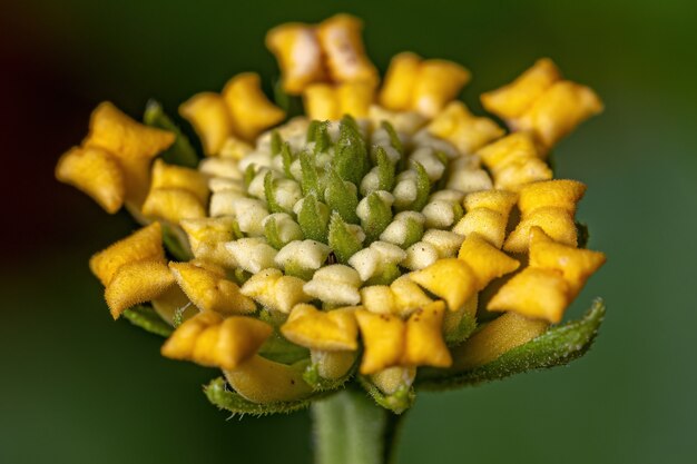 Flor de Lantana común de la especie Lantana camara con enfoque selectivo