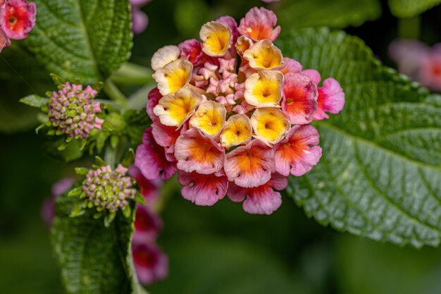 Flor de Lantana común de la especie Lantana camara con enfoque selectivo