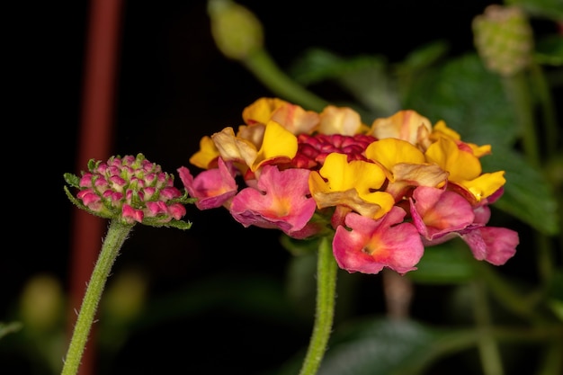 Flor de Lantana Común de la especie Lantana camara