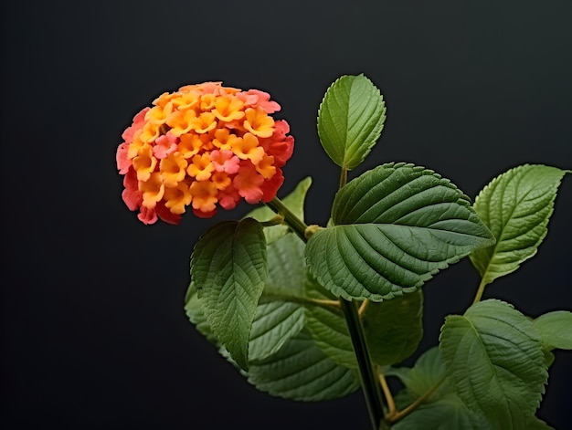 Foto la flor de lantana común en el fondo del estudio es una flor hermosa.