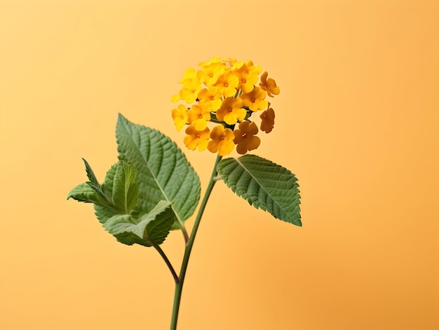 La flor de Lantana común en el fondo del estudio es una flor hermosa.