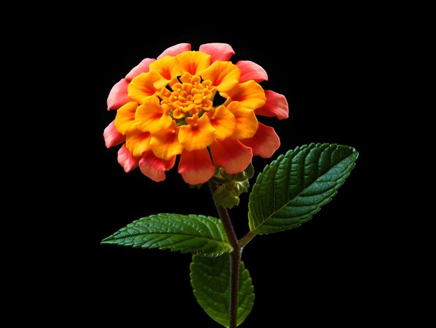 Foto la flor de lantana común en el fondo del estudio es una flor hermosa.