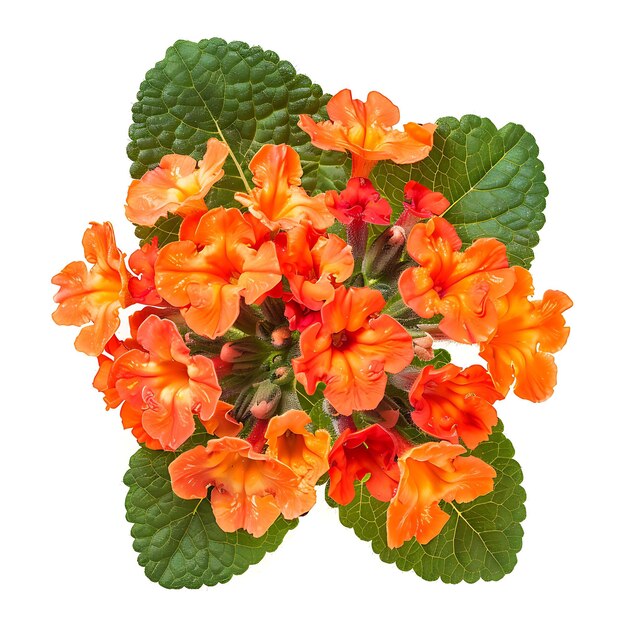 Foto flor de lantana con naranja vibrante y color fresco el flowe clipart aislado en blanco bg natural