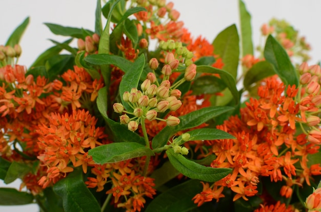 Flor laranja Asclepias para plano de fundo