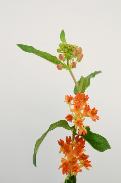 Flor laranja Asclepias para plano de fundo