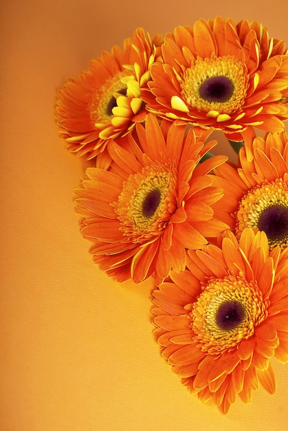 Flor laranja de flores gerber Daisy fecham sobre fundo laranja