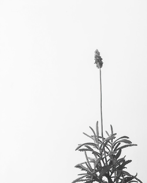 Flor de lavanda aislada en blanco y negro