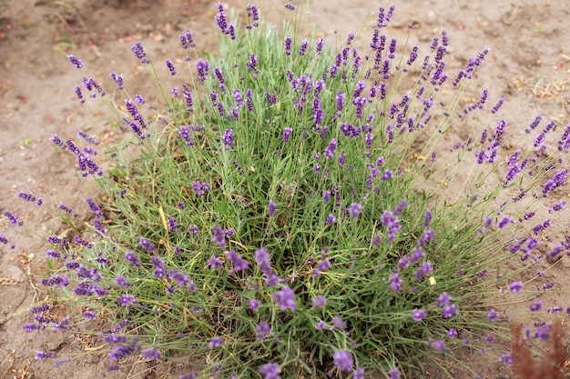 flor de lavanda arbusto