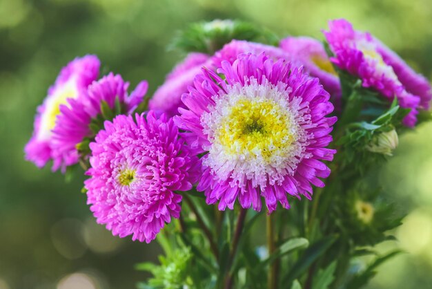 Flor de lavanda bonito crisantemo tulipán púrpura ramo de bonitos tulipanes rosados listo como regalo para el día de San Valentín