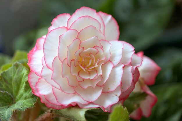 Flor de lavanda bonito crisantemo tulipán púrpura ramo de bonitos tulipanes rosados listo como regalo para el día de San Valentín