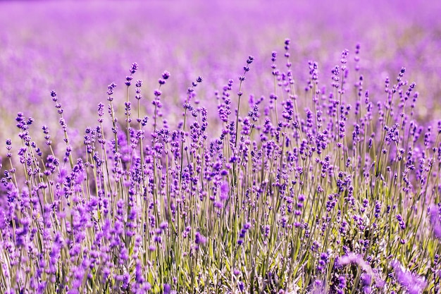 Flor de lavanda de cerca en un campo en Corea