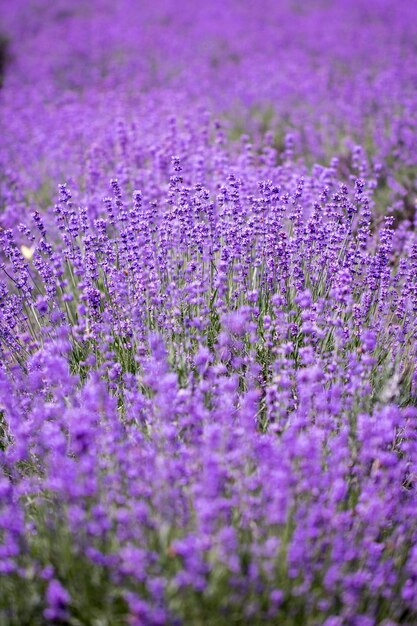 Flor de lavanda de cerca en un campo en Corea