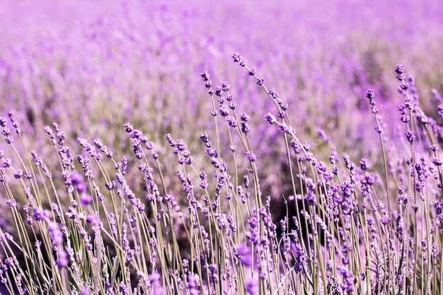 Flor de lavanda de cerca en un campo en Corea