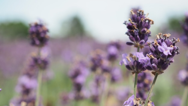 Flor de lavanda de cerca y campo floreciente en verano con cielo azul. Da un olor relajante a hierba.