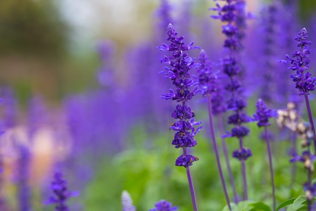 flor de lavanda de cerca