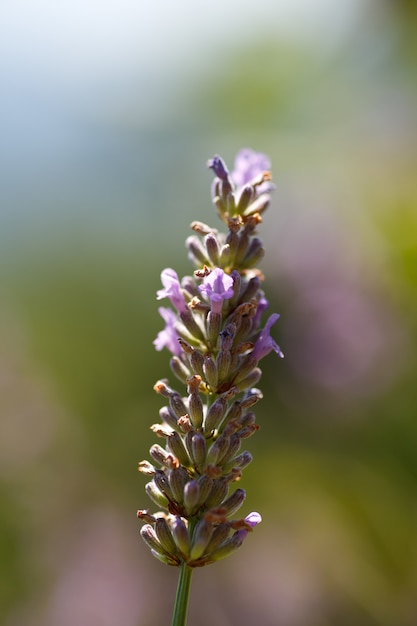 Flor de lavanda en flor