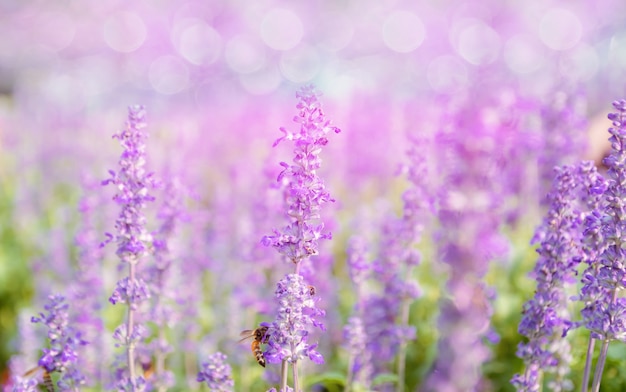 Flor de lavanda hermosa y brillante púrpura.